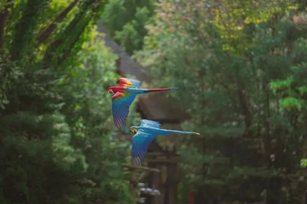 Two macaws flying wing to wing, a partnership that outlasts the season.