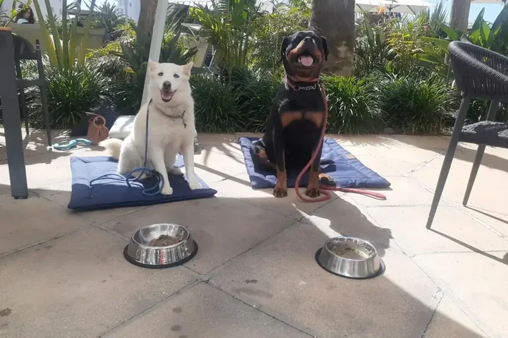 Blue and Blaze waiting beside full bowls, keeping the hour without a clock.