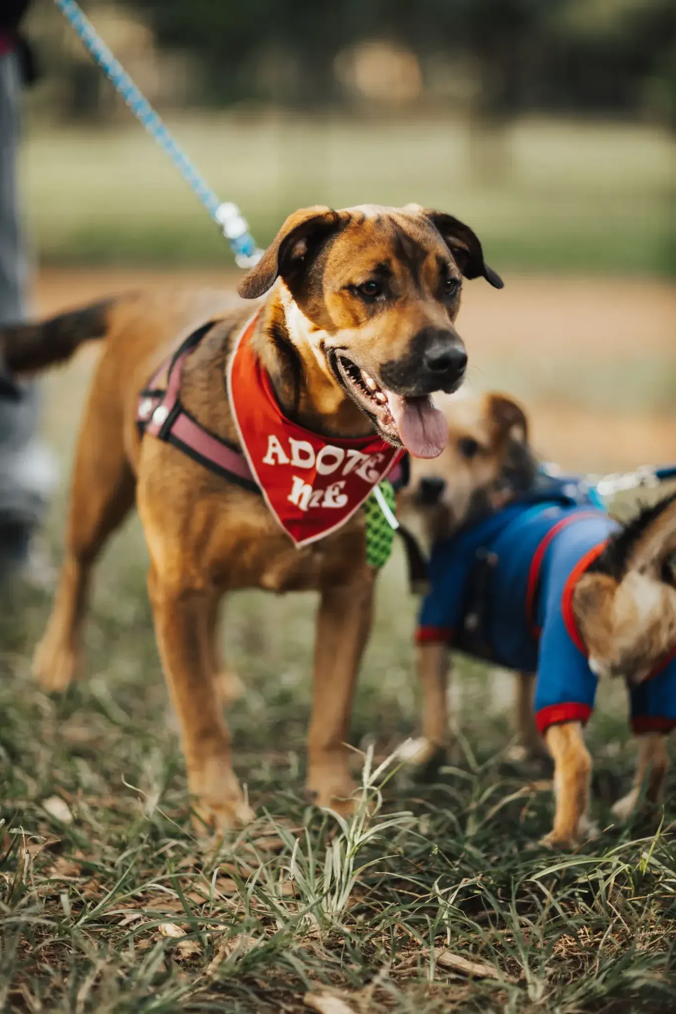 A dog in an “Adopt Me” bandana, and the one beside him still waiting.
