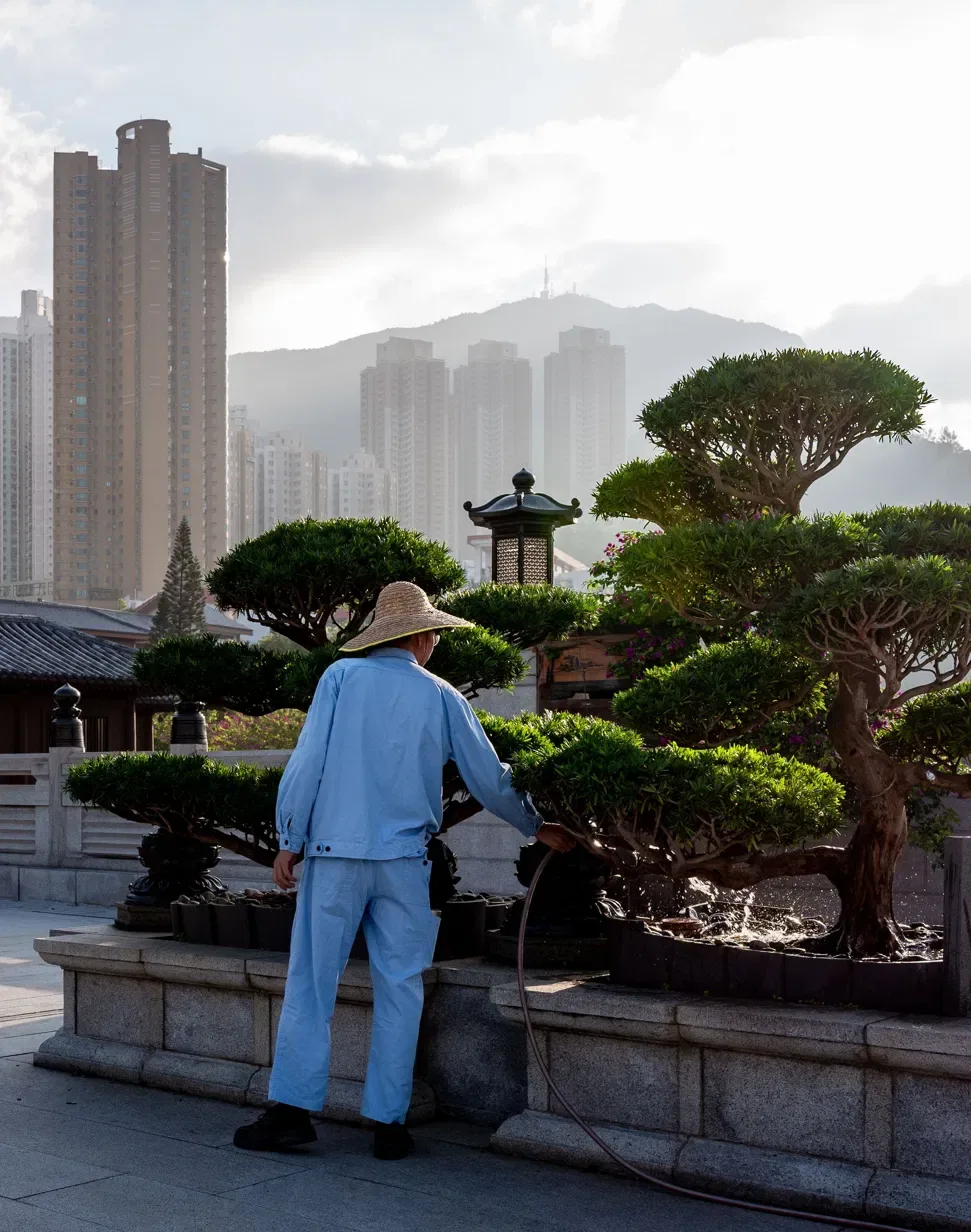 A gardener under a wide straw hat tending trees shaped by decades of somebody else’s decisions.