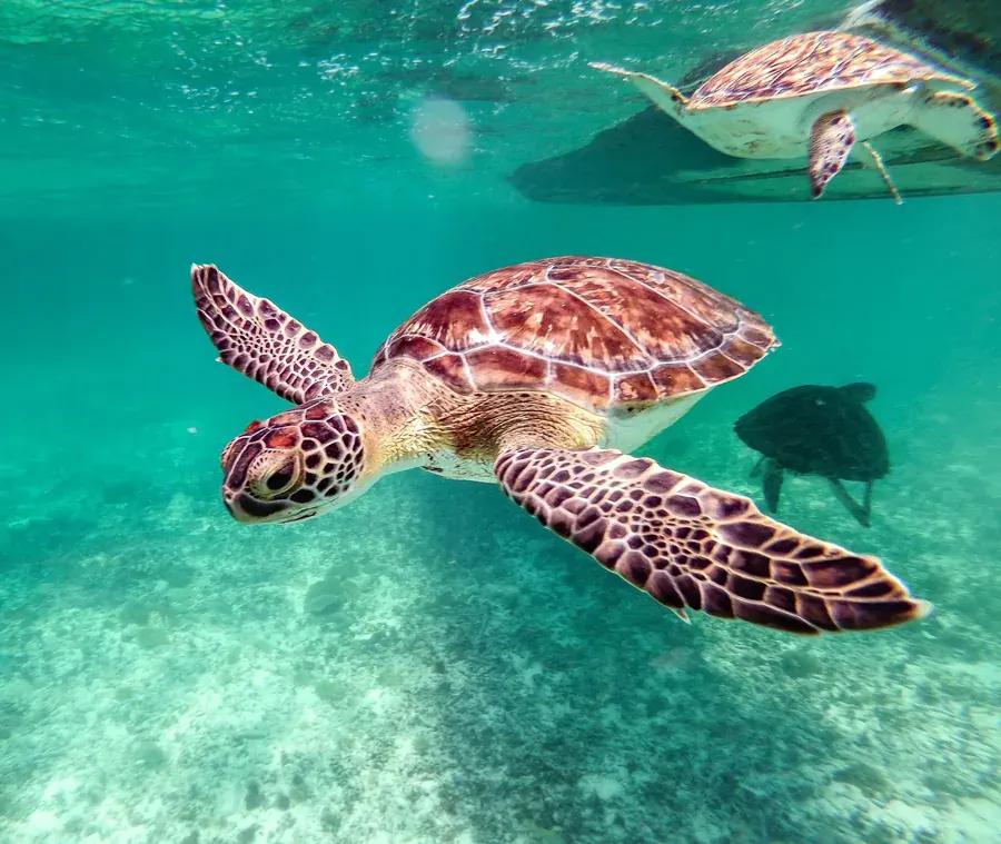 Two turtles crossing water with no edges, older than everything watching them.