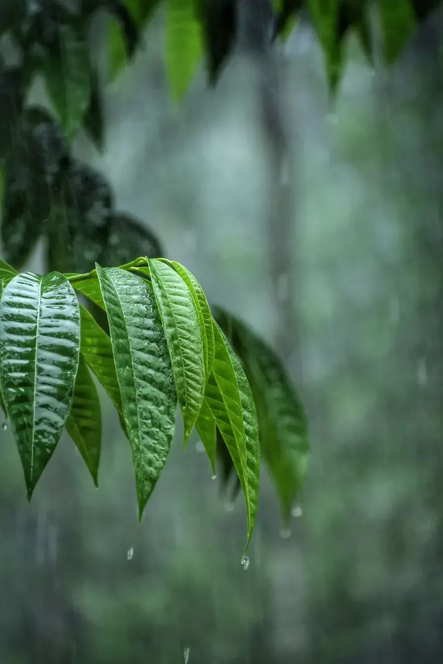 Rainforest leaves still holding the rain, a forest breathing out.