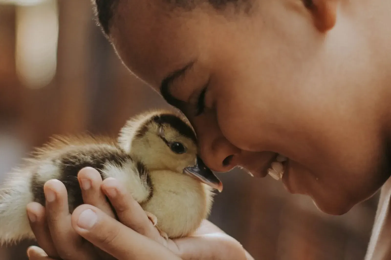 A boy holding a duckling to his cheek, joy that asked for no reason.