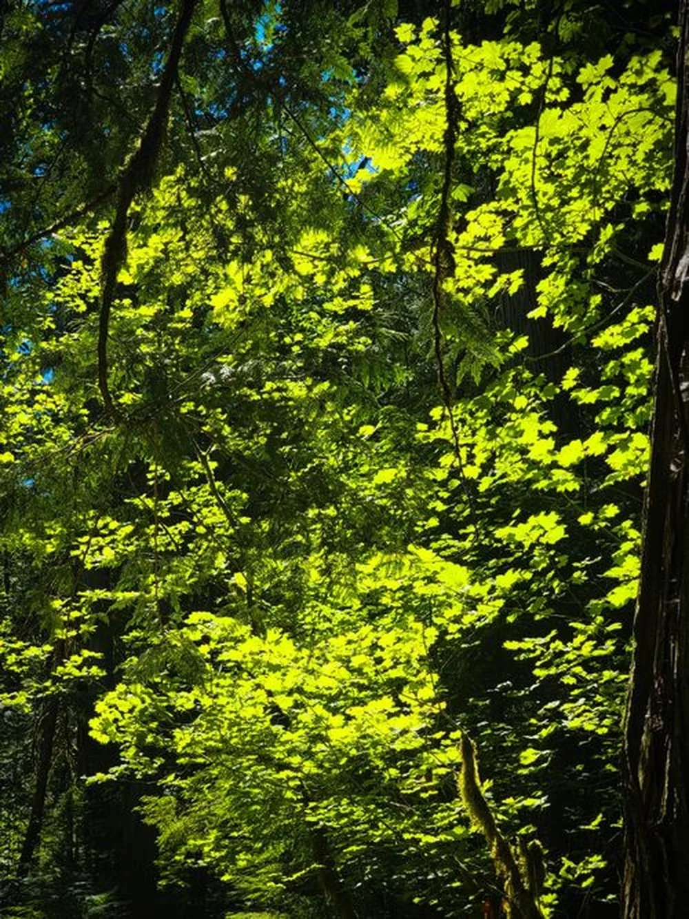 Green leaves lit from above, the tree we only really look at once it is gone.