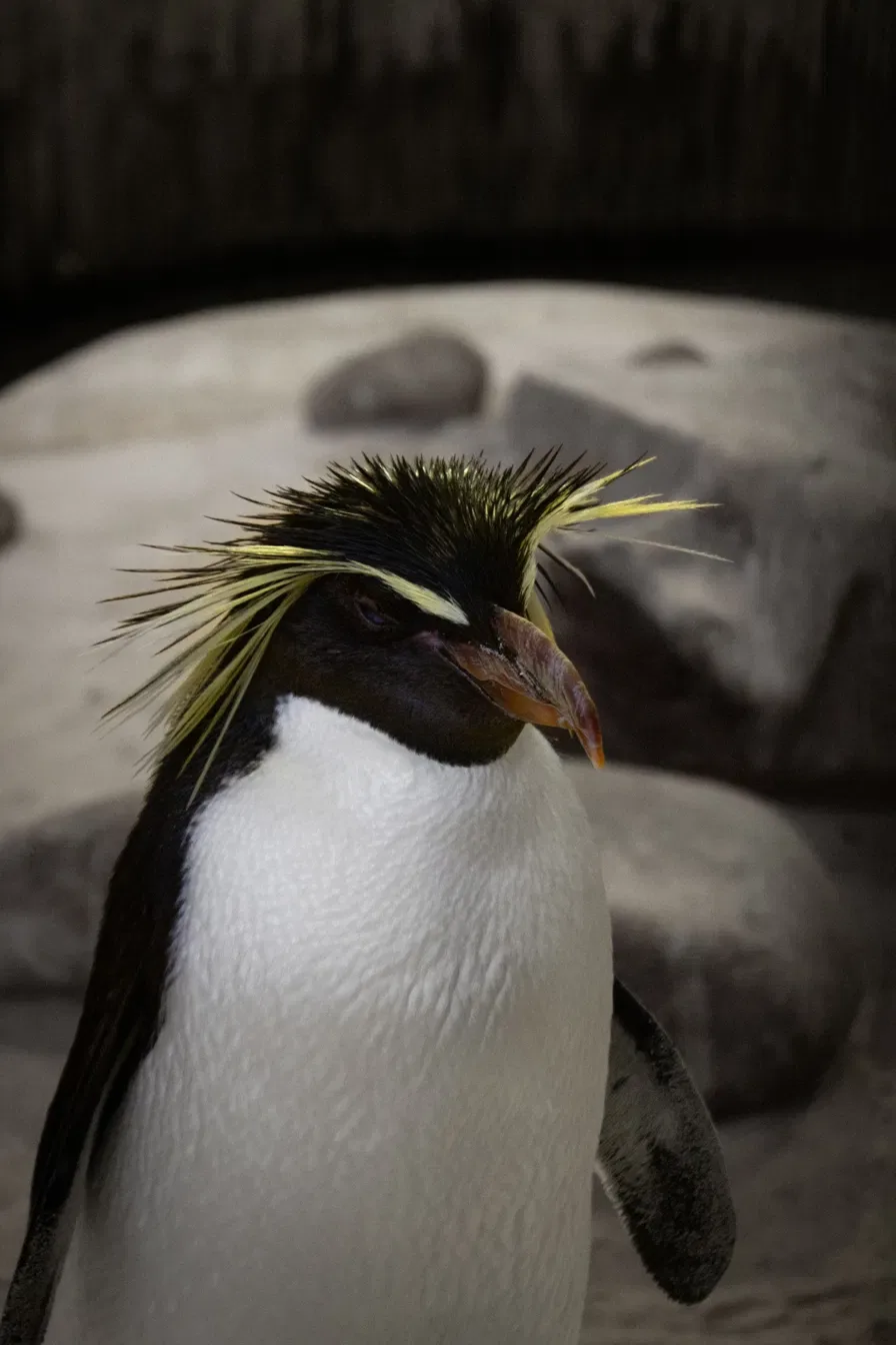 A rockhopper penguin standing upright on bare rock, capable but a long way from the water that suits it.